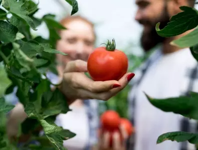 Предпазете доматите от мана: Стъпки, които да предприемете