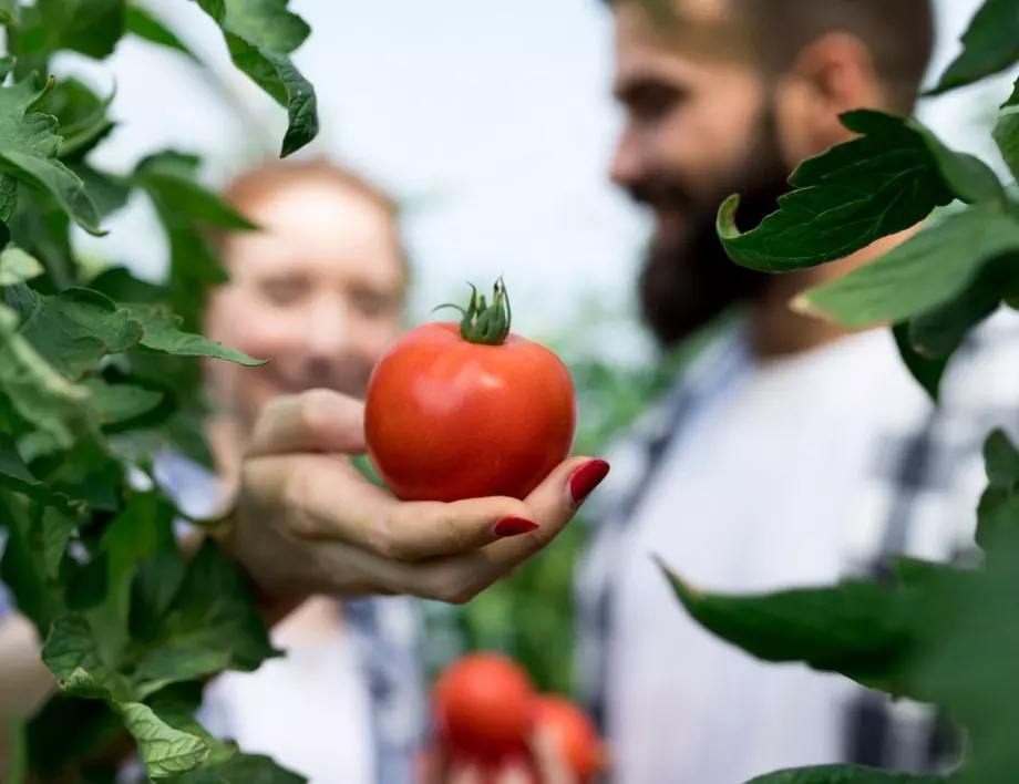 Потупване на доматените растения: За какво помага този метод?