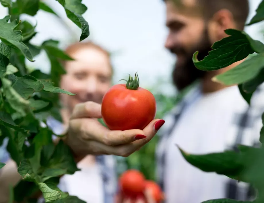 Умните градинари спазват ТЕЗИ 5 правила за ефективно поливане на доматите