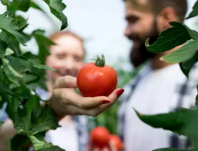 Ускорен растеж и обилно плододаване на доматите с този разтвор