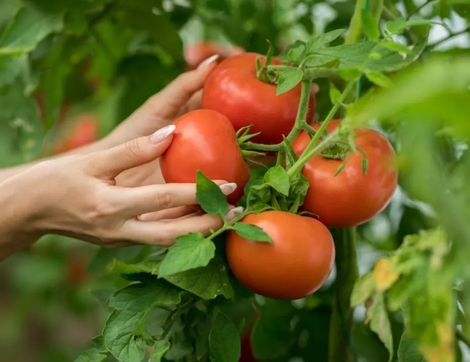 Осигурете буен растеж на доматите, като използвате тази тор
