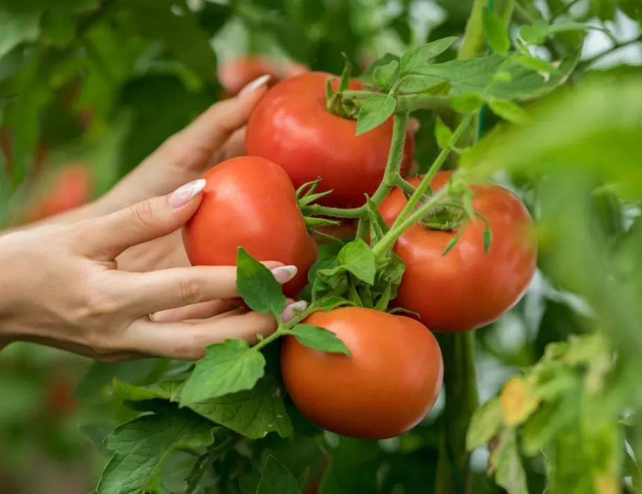 Ако искате да опазите доматите от гадините, просто направете ТОВА