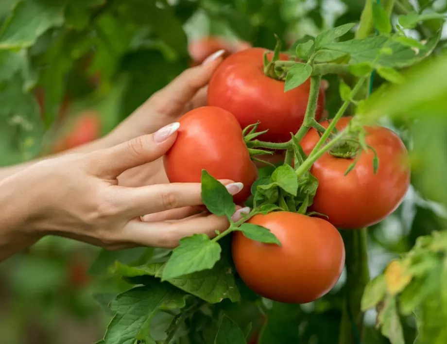 Спазвайте тези 7 правила и ще имате богата реколта от домати