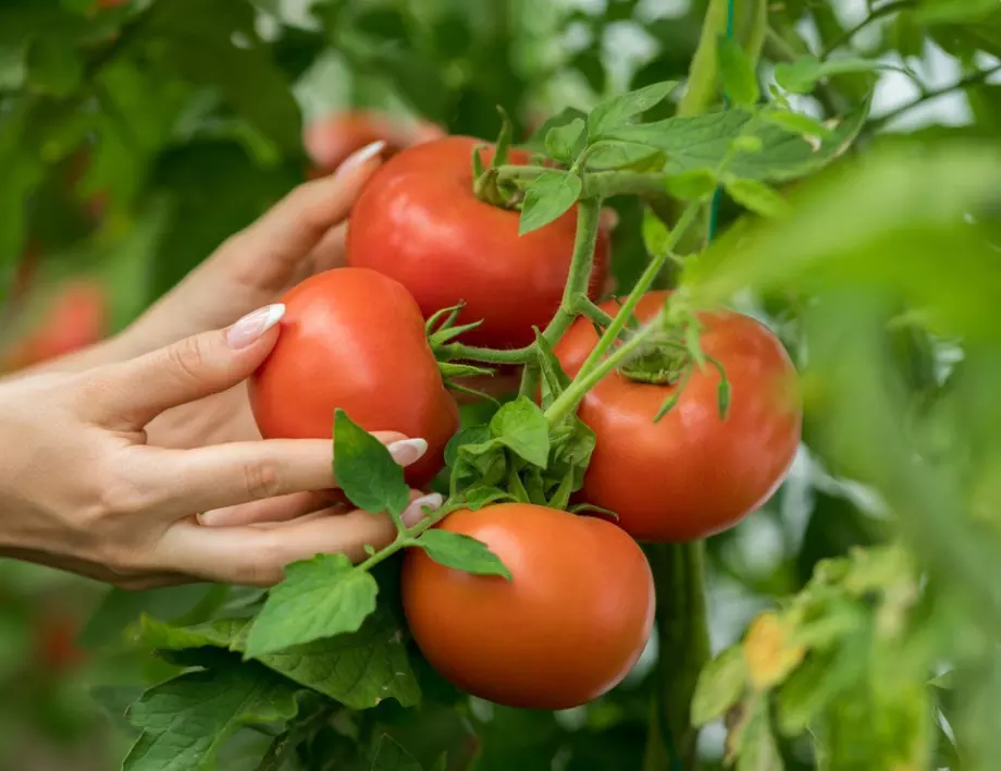 Сега ли трябва да засеете доматите, за да имате богата реколта?