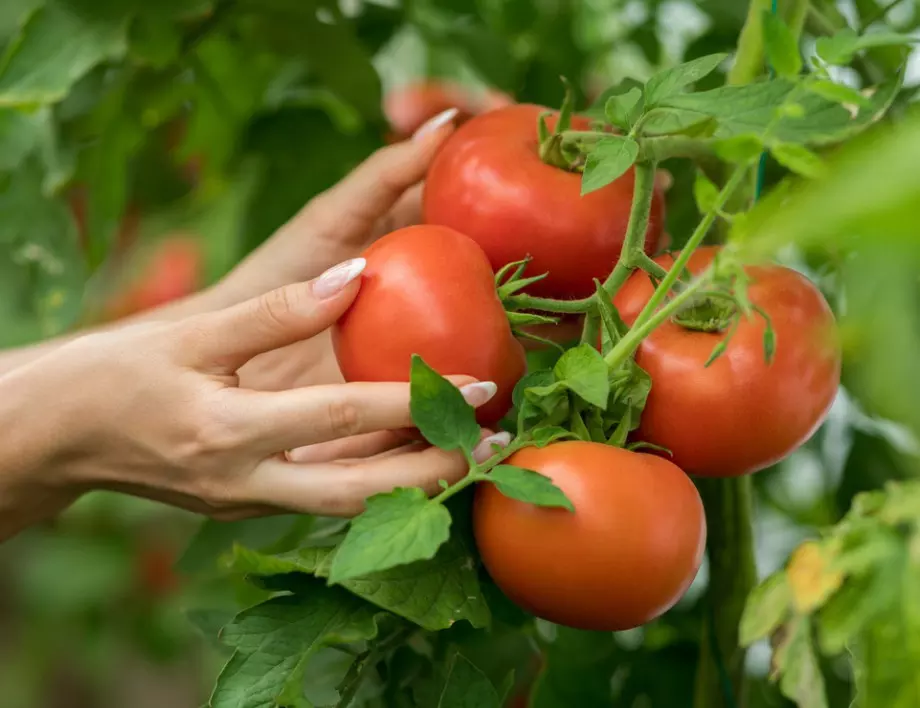 НЕ правете тези грешки с разсада на доматите