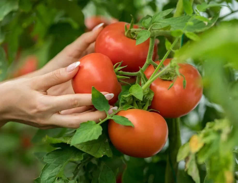 Как да ускорим зреенето на доматите?