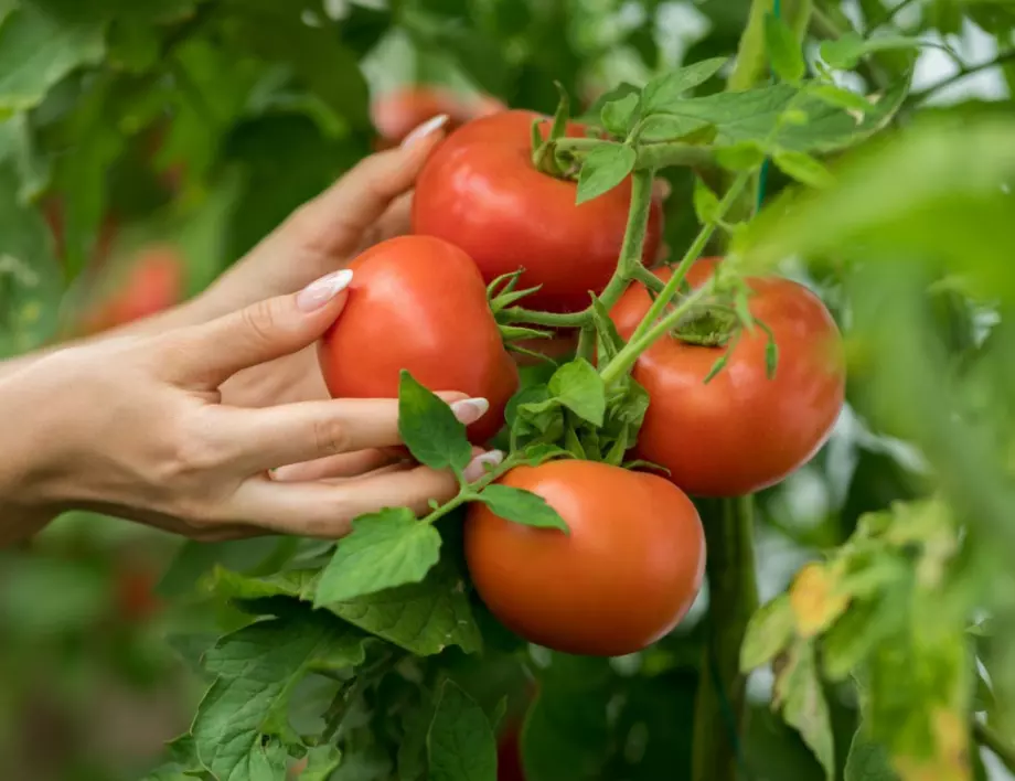 Връзване на доматите. Ето как да го направите бързо и лесно