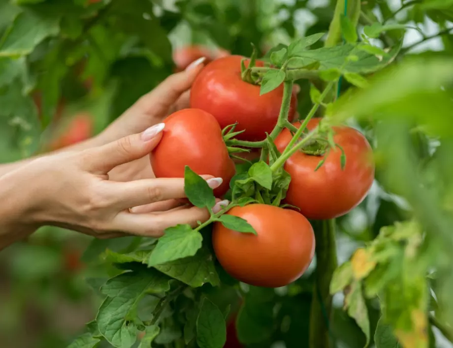 Градинар: Най-доброто подхранване на доматите е с мая