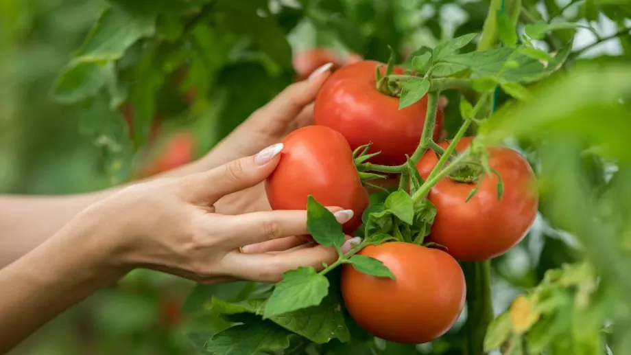 Опитен градинар каза големи грешки при отглеждането на домати, които не бива да допускате
