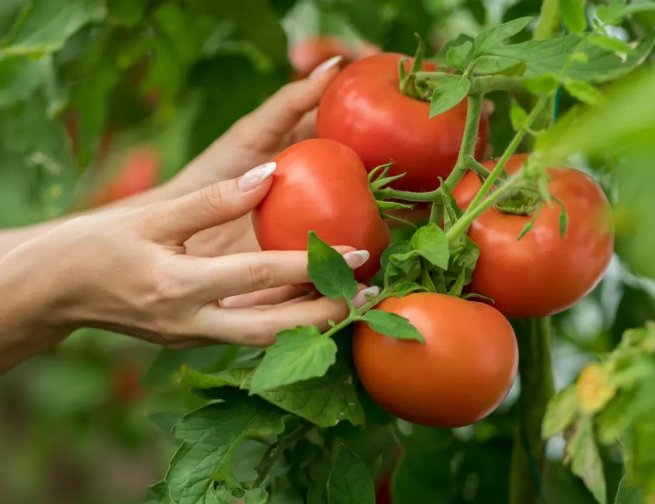 Ако искате да берете краставици, домати и чушки в кофи, използвайте този разтвор