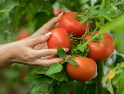 Хитрите градинари поливат доматите с това и прибират по 20 кг реколта от корен