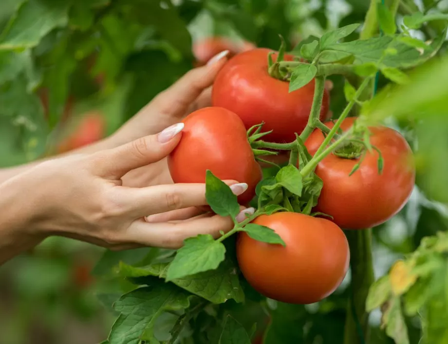 Най-лесният начин да отгледаме домати в контейнер