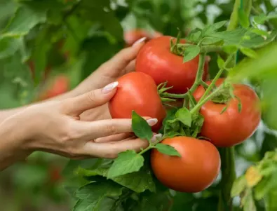 Най-добрата температура за отглеждане на домати 