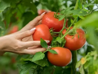 Техники за поливане на домати: Тайните на градинарите са разкрити