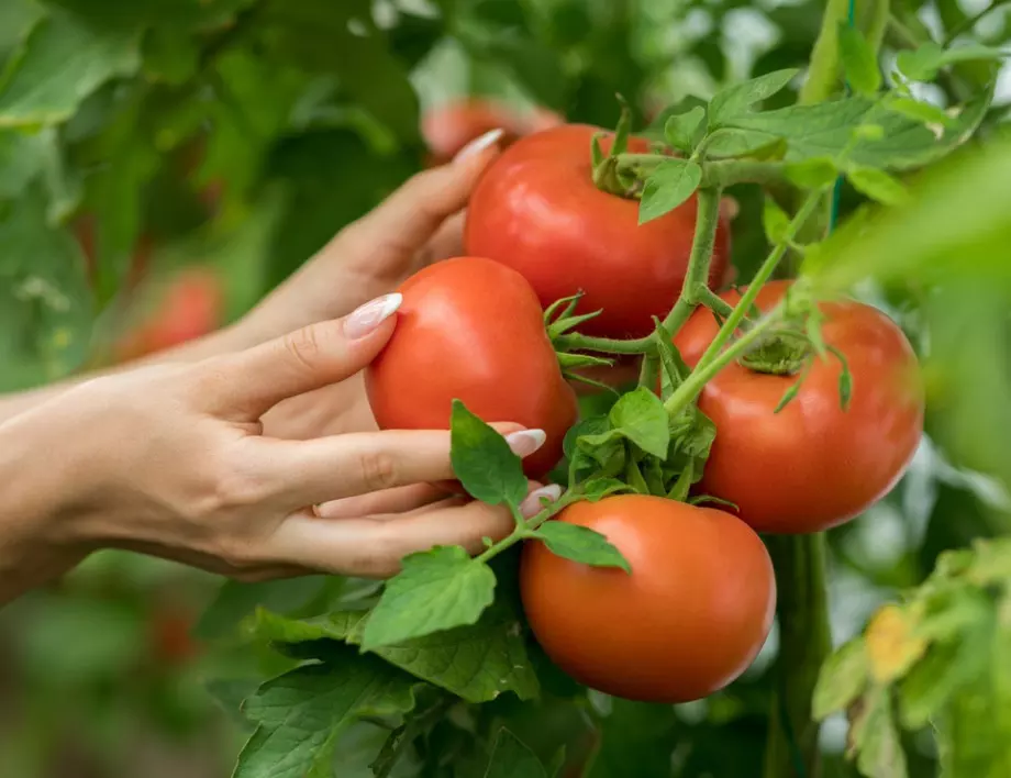 Ефикасно подхранване на доматите с мая за изобилна реколта