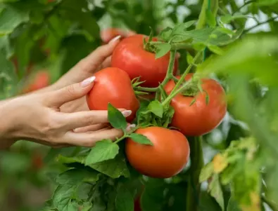 Как да получите големи, сладки и сочни домати