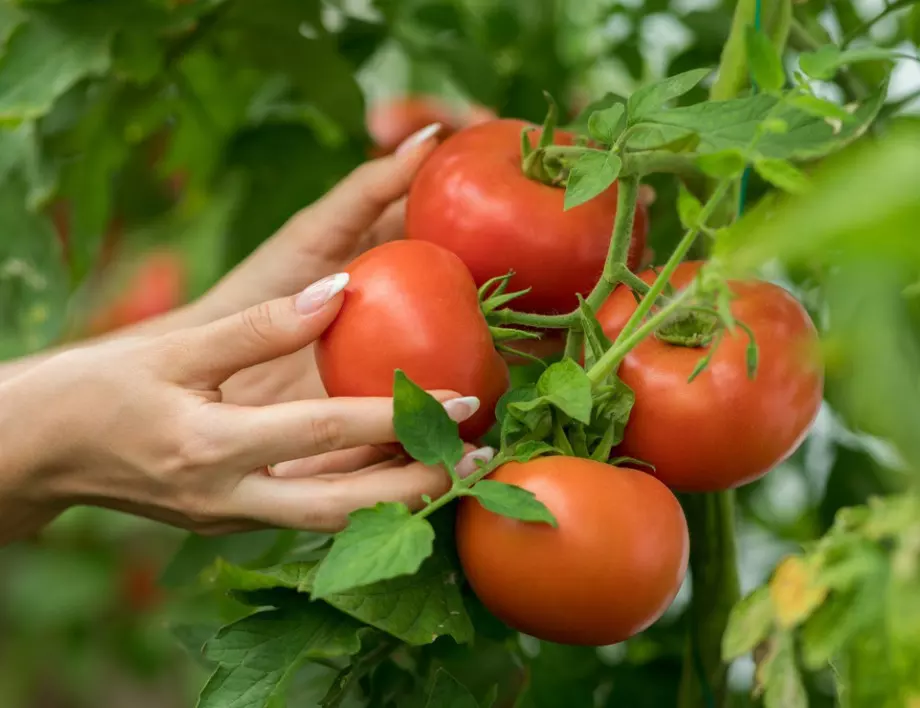 3 поливания с ТОВА и доматите ще се появяват до късна есен