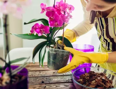 9 неща, които може да направите за целогодишен цъфтеж на орхидеята 