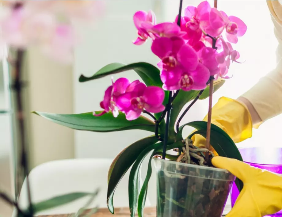 Как да върнем орхидеята си към живот само за 10 дни