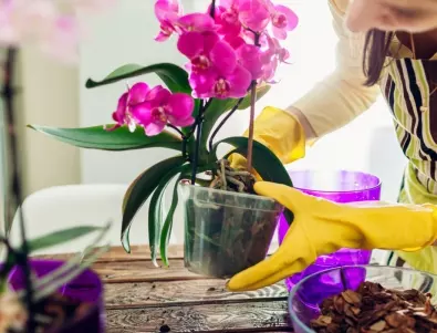 Най-лесният начин да накарате орхидеята да цъфти без поливане и пръскане