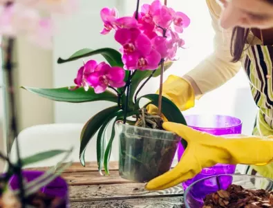 Кога се торят орхидеите? Грижа за красив цъфтеж