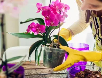 Експерт: Торете орхидеите с ТОЗИ зеленчук