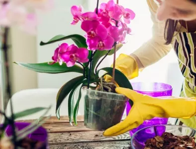 Как да възстановите вашата орхидея и да я накарате отново да цъфти?