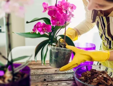 Как да поддържаме цъфтежа на орхидеята целогодишно