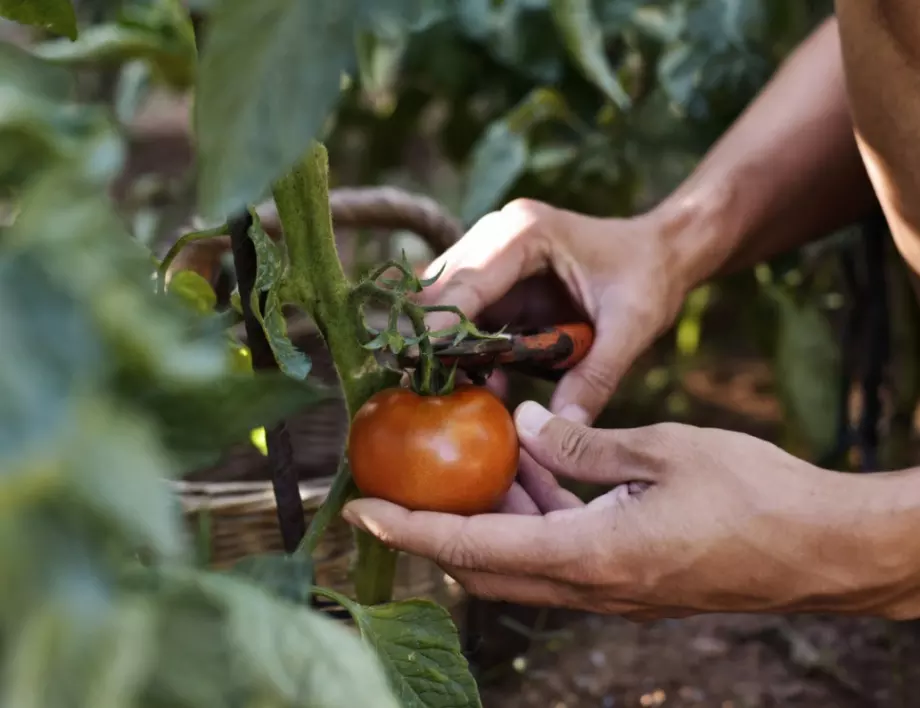 8 супер ефективни начина, с които ще преборите болестите по доматите 