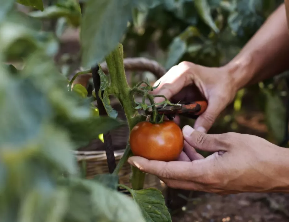 Ето как да имате здрава реколта от домати БЕЗ химикали