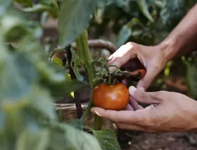 Направете това, за да спрете, листата на доматите се усукват
