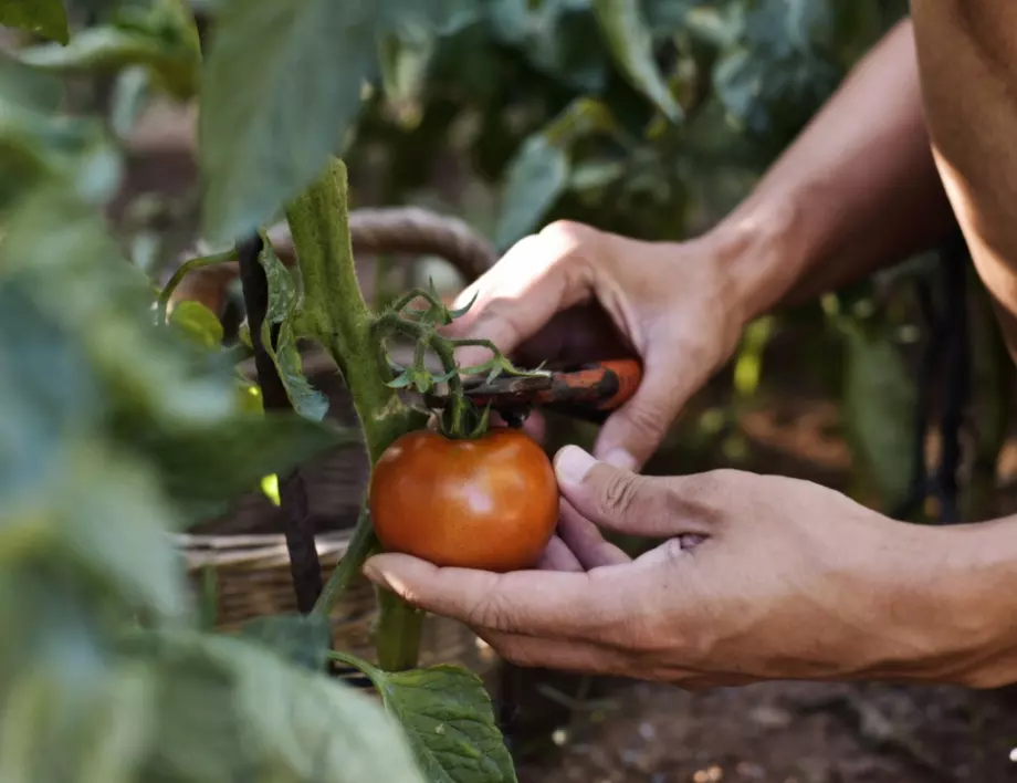 Kак правилно се подрязват доматите през август
