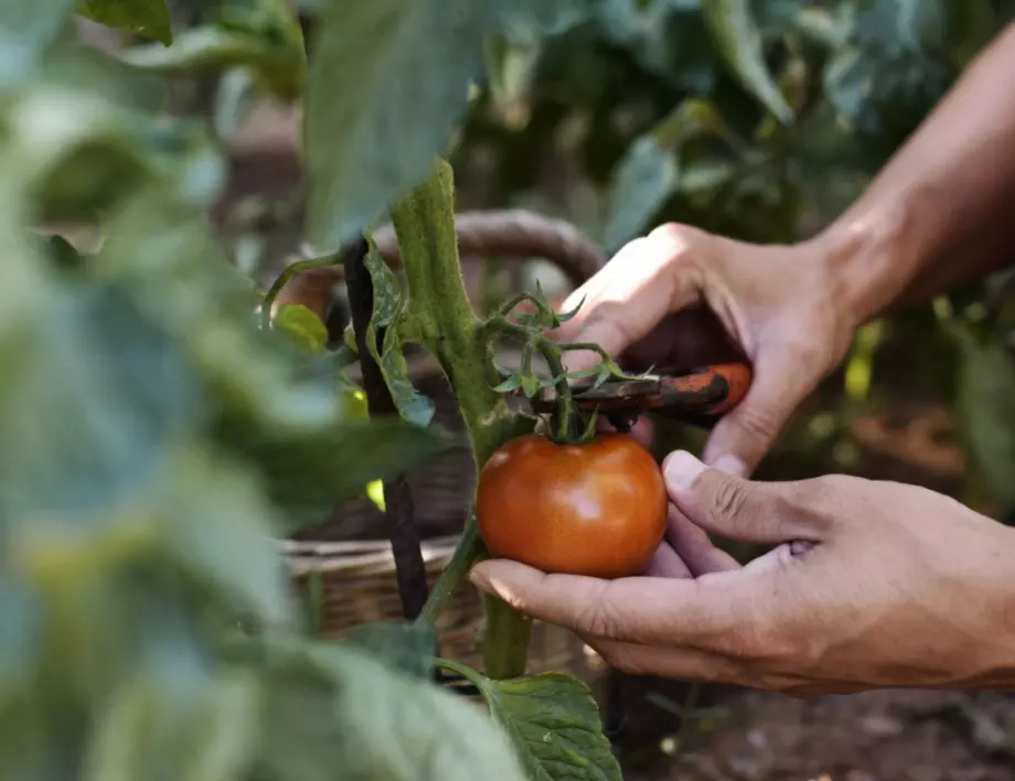 Кога трябва да засеете доматите, за да имате богата реколта?