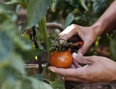 Ако не изкорените доматите тази есен, ще останете изненадани от това, което ще се случи пролетта 