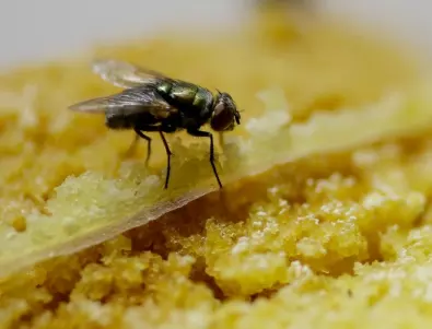 Няма да повярвате какво прави една муха, когато кацне на храната ви