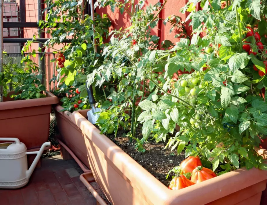 Мини градина на балкона: Как да оглеждате плодове и зеленчуци 