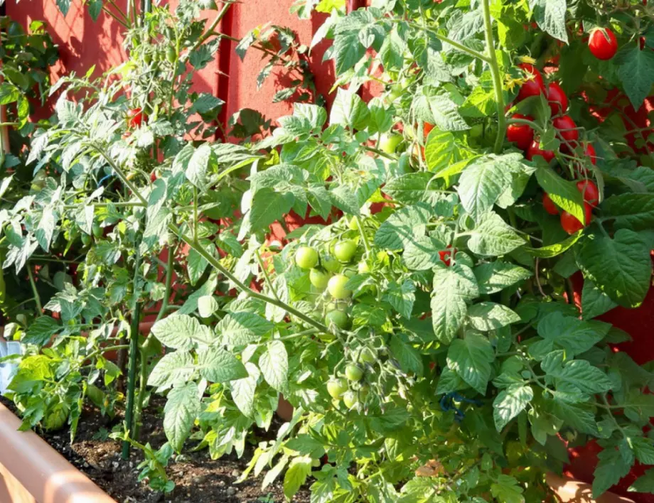 Ето как да си отгледате чери домати на терасата