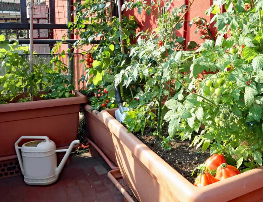 Мулчирайте доматите и си гарантирайте добра реколта!