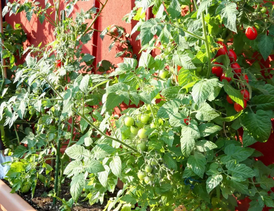 Засяване на чери домати: Какво трябва да знаете?