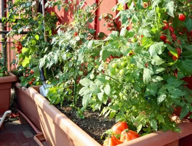 5 зеленчука, които можете да засадите и отглеждате в кухнята си
