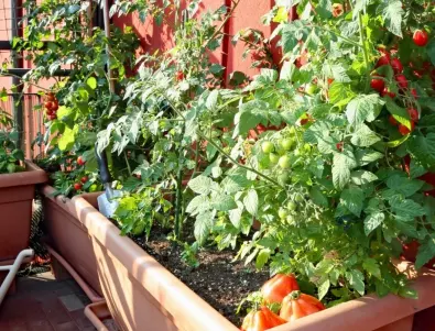 Как да  отгледаме зеленчукова градина на прозореца през януари и февруари?