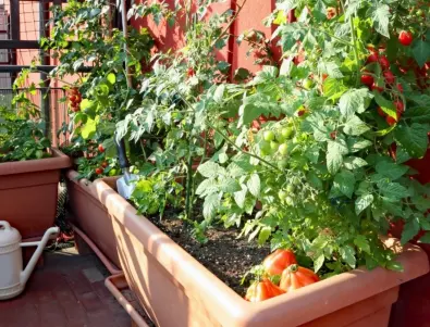 Отглеждане на чери домати: Всичко, което трябва да знаете от засаждането до брането