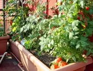 При отглеждане на чери домати на открито - за какво да внимаваме