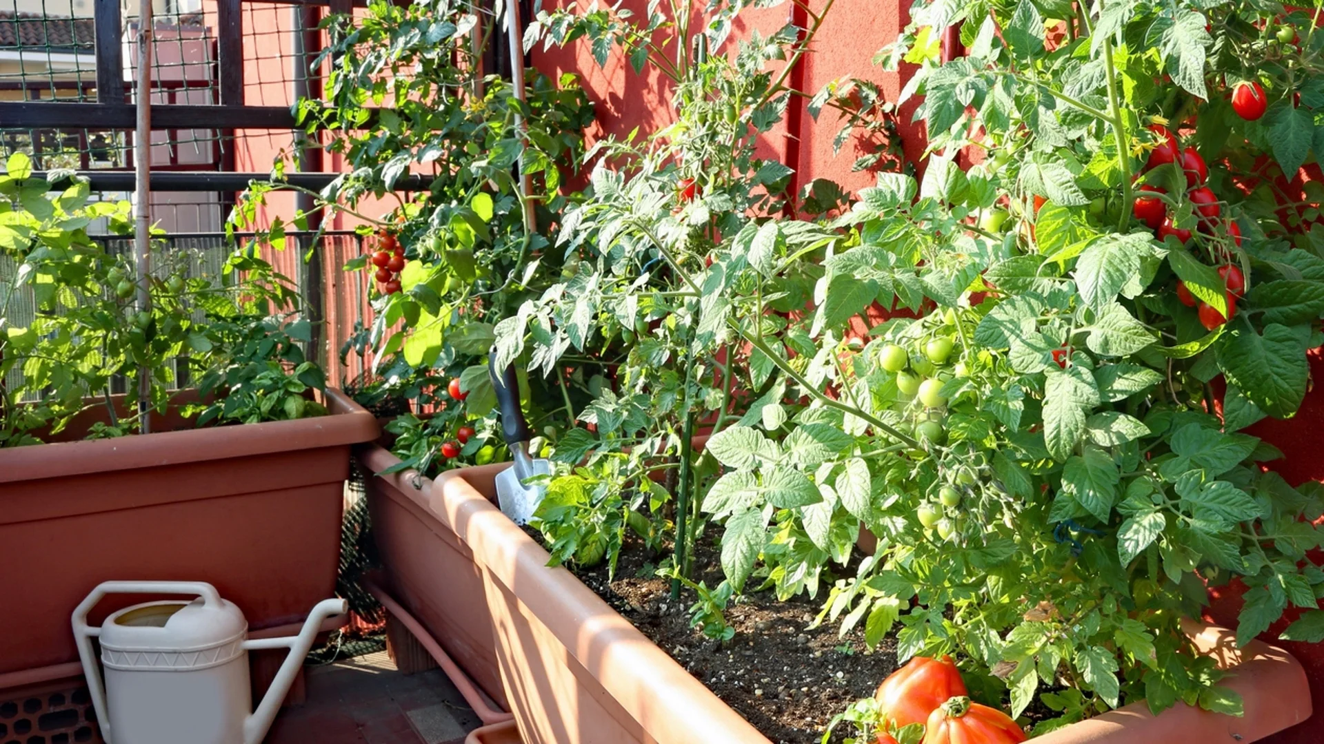 При отглеждане на чери домати на открито - за какво да внимаваме