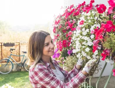 Вместо петуния: засадете тези цветя и ще забравите за грижите за тях