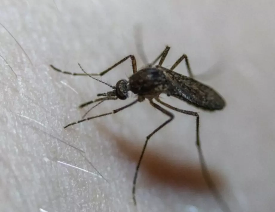 11 народни рецепти, които моментално прогонват комарите
