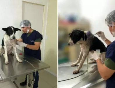 Ранено куче само отиде на ветеринар, докторите изумени (ВИДЕО)