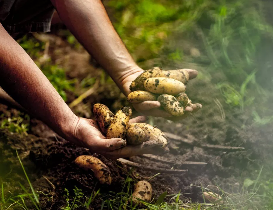 Само за мързеливи градинари: Холандски метод за отглеждане на картофи