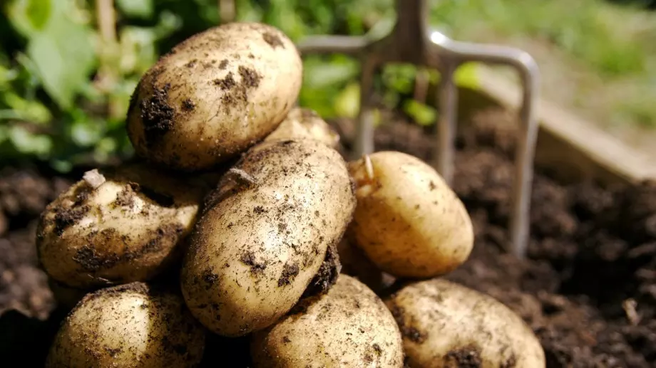 Наистина ли е полезно да ядем картофи всеки ден?