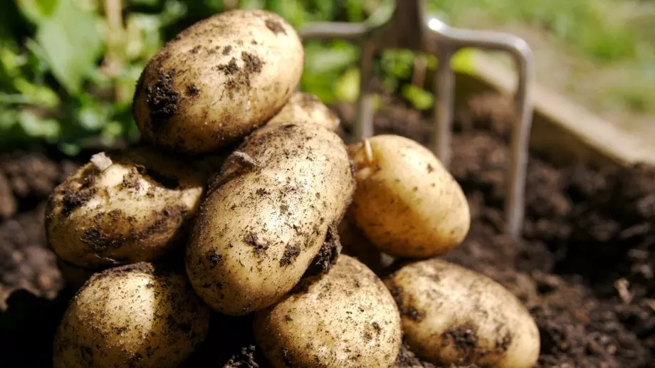 Кората на картофите може да е чудотворна